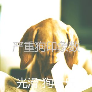 温和可爱的狗梦想