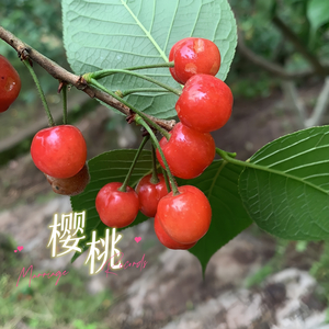 爱神没有巧克力