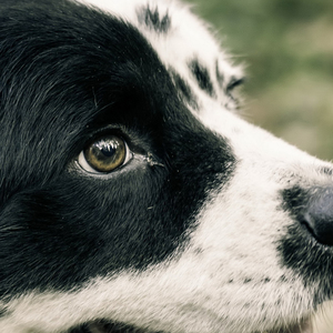 劈里啪啦舞 (舞蹈版)