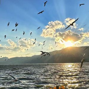 机械蝴蝶振翅方程式