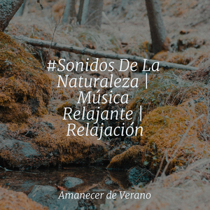 Balanceándose en la Selva