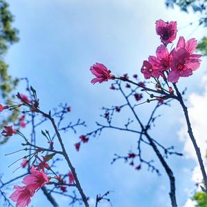 花会