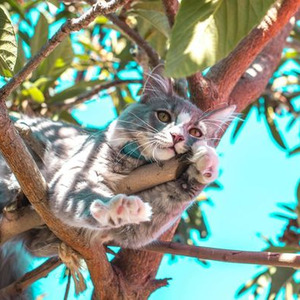 So Do the Neighbors (sped up)