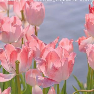 故里逢春(温柔翻唱)