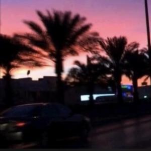 夏日的粉色天空与棕榈树的海边