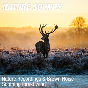 Nature Sounds for Relaxation, Qi Gong & Reiki (Woodland wind, brown noise) 16