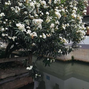 风与花（翻自 哈利波特魔法觉醒）