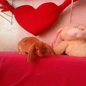 Виртуальные жизни (demo version)