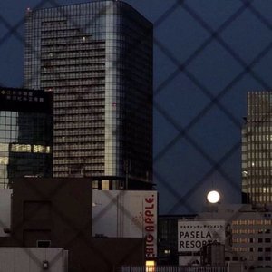 楼顶上的小斑鸠