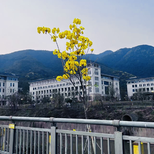 星语心愿（翻自 张柏芝）