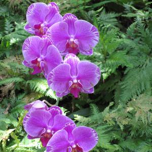 Ohio Sweet Ohio You're Calling Me Home