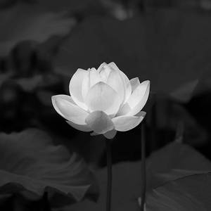 Nhạc Đám Ma (Instrumental)