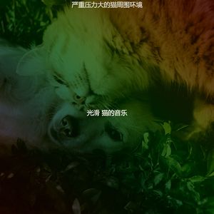 抚慰的可爱的猫回忆
