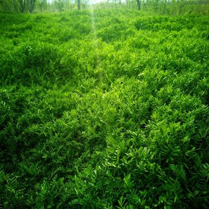 Shluzov-Её парень: Slowed（碳酸钙 remix）