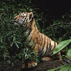 迷途羔羊（翻自 顽童mj116）