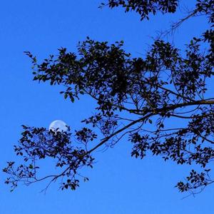 斑马斑马（吉他版）