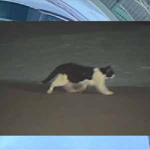 Cats！ (feat. 可不)