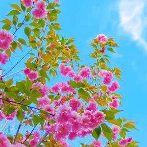 七月天(纯音乐)