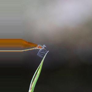Odonata