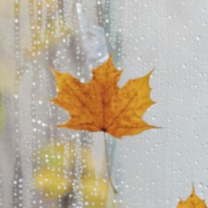 入秋的第一场雨真让人矫情