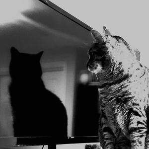 Concrete on the Cow Side