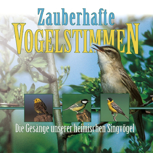 Amsel (Turdus merula)