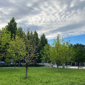 风吹麦浪（翻唱）