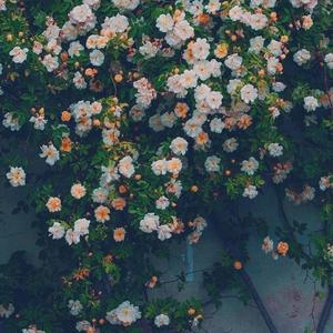 永不失联的爱 [高质量]