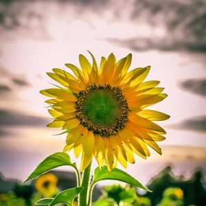 Flowers In Summer