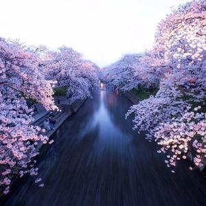 花之舞（翻自 逻辑）