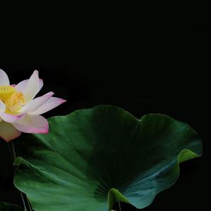 还会被反复听歌