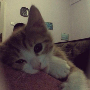 EL DUEÑO DE TU AMOR (Cumbia 2026) (REBAJADA)