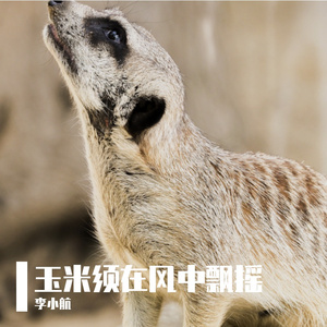 触摸晨光的温度计