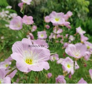 ROMANTIC VIBRATION「JAZZYHIPHOP BEAT」