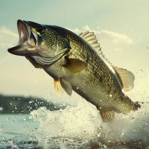 May the Better Man Win