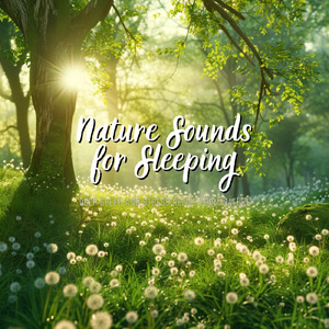 癒しのギターとα波効果 深い眠りに落ちる睡眠用ヒーリングbgm「セロトニン」で睡眠の質向上 (自律神経を整える睡眠用 森 鳥)