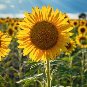 向阳而生（原创钢琴曲）