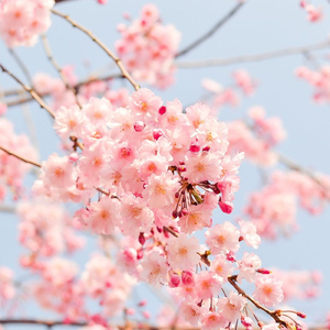 また逢えたね。私の大好きな桜たち。