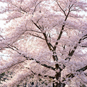 春風に揺られて