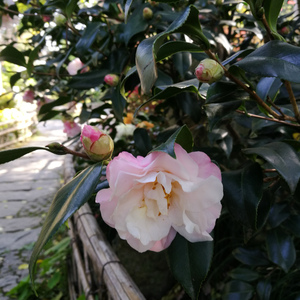 我要你（Cover 任素汐）