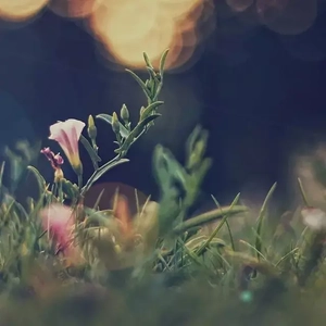 夕阳环绕你的后背