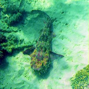 Wobbegong