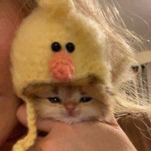 Kupa Kızı Sinek Valesi Hızlandırılmış