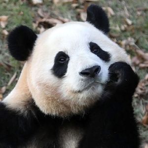 福宝和爷爷