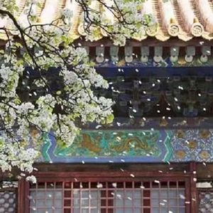 春雨花