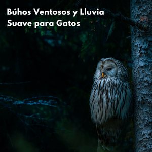 Relajantes Melodías De Lluvia Y Búho Para La Relajación Felina