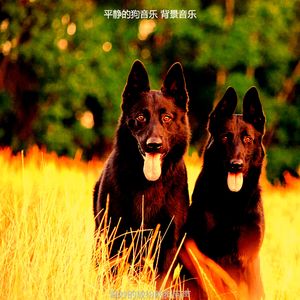 安静的可爱的狗声音