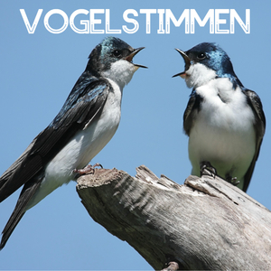 Vogelstimmen - Entspannungsmusik, Natur und Meditation