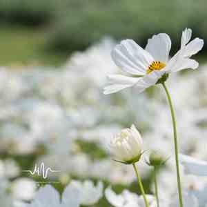 约定的地方 (治愈八音盒)