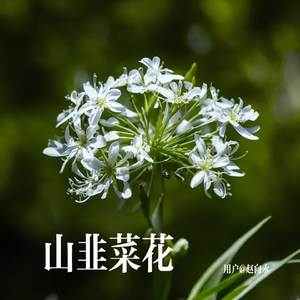 山韭菜花